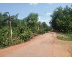 Sale Nyaunghnapin, Special Zone (1) of vegetable and fishery breeding farm, Hmawbi Township