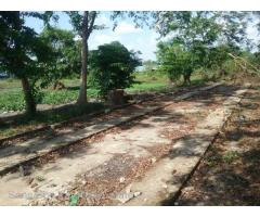 Sale Nyaunghnapin, Special Zone (1) of vegetable and fishery breeding farm, Hmawbi Township