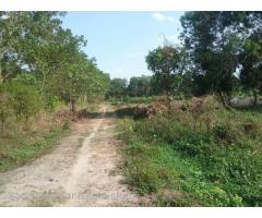 Nyaunghnapin, Special Zone (2) of vegetable and fishery breeding farm, Hmawbi Township